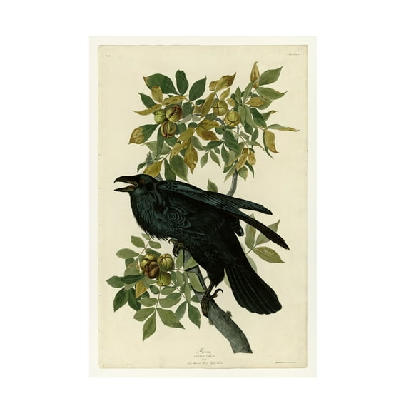 Audubon 'Ravenplate 101' Canvas Art