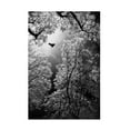 thumbnail image 1 of Goran Stamenkovic 'Flight' Canvas Art, 1 of 4