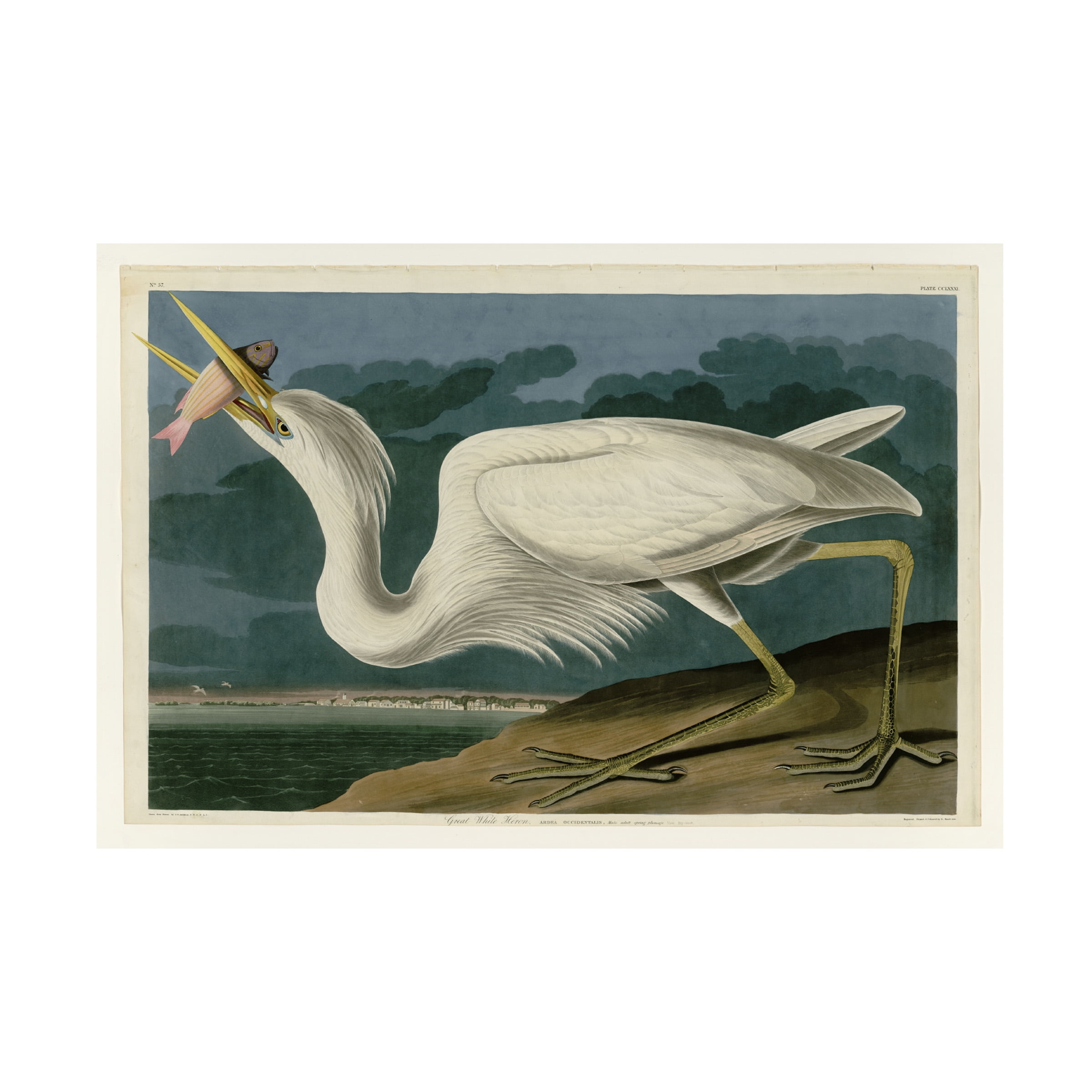 John James Audubon 'Great White Heron' Canvas Art