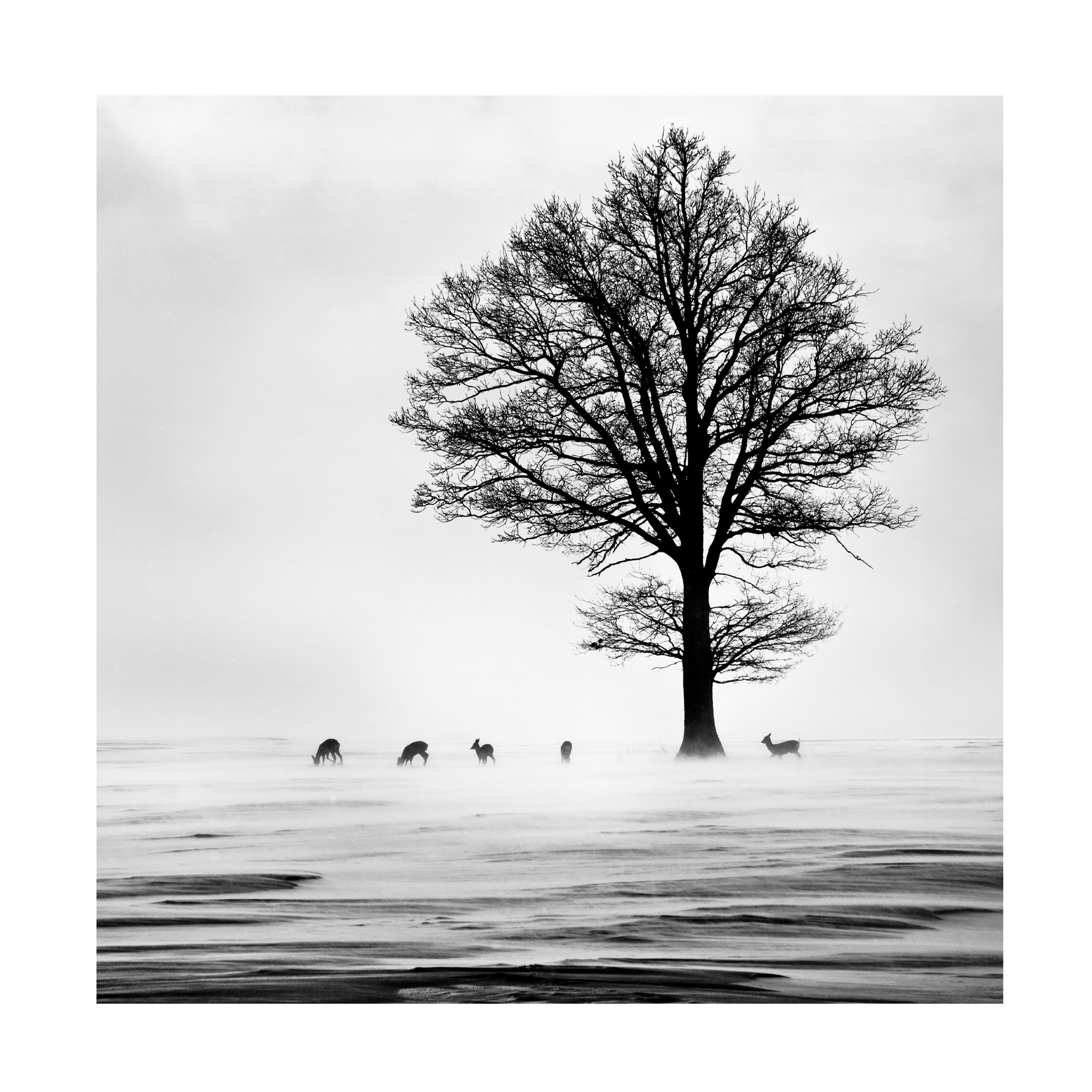 Dansiga 'Roes' Canvas Art