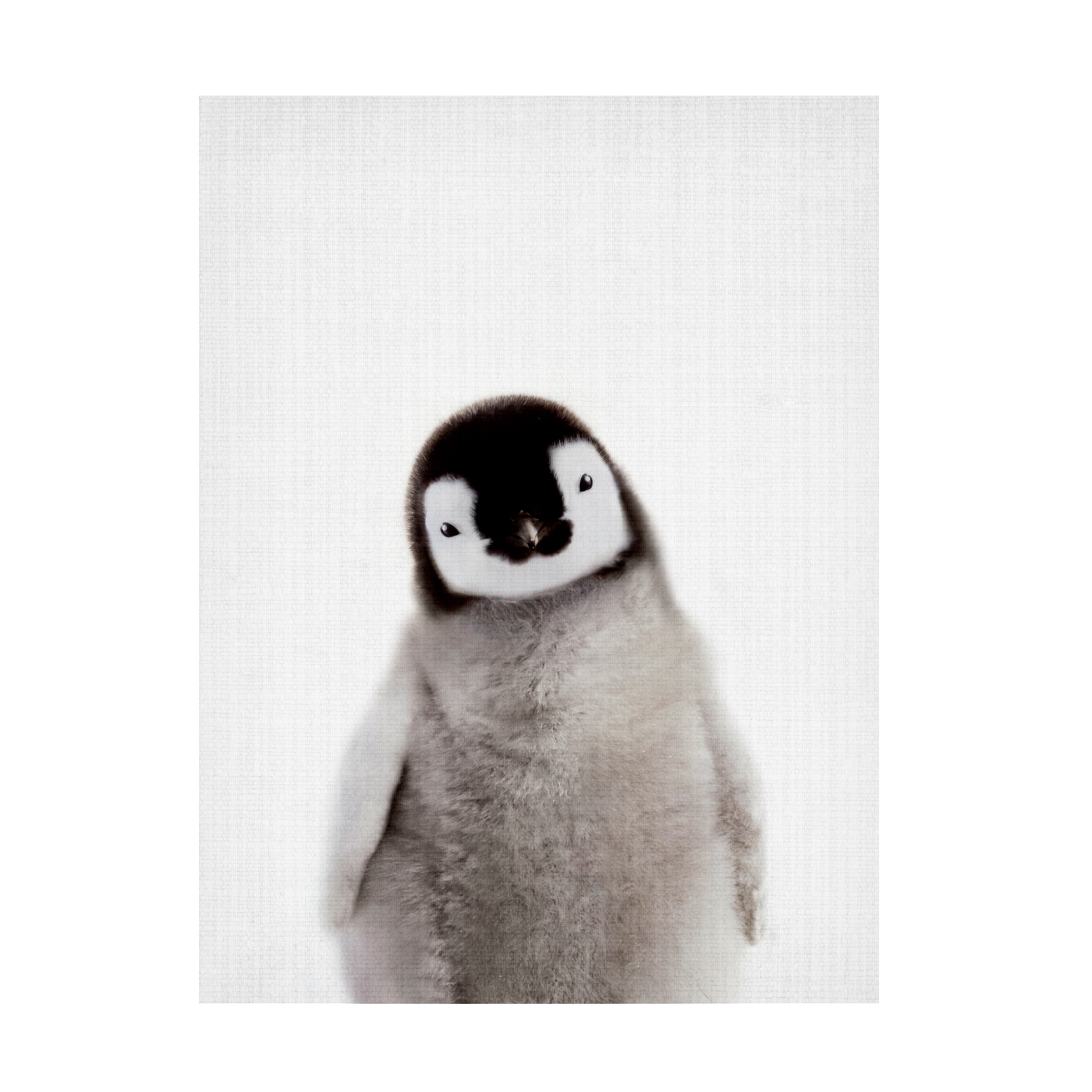 Lola Peacock 'Peekaboo Baby Penguin' Canvas Art