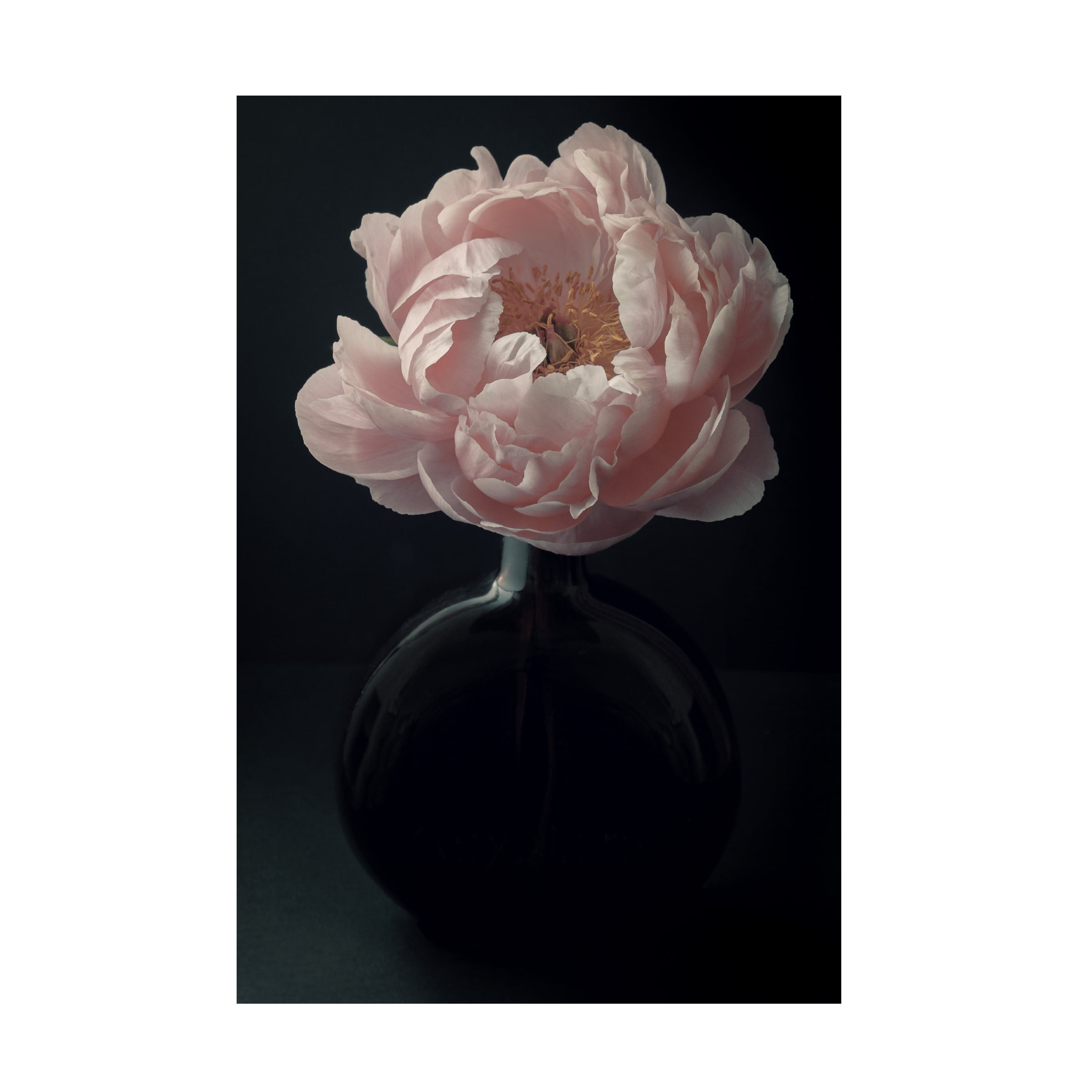 Alyson Fennell 'Coral Peony Flower Still Life' Canvas Art