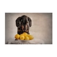 thumbnail image 1 of Heike Willers 'When Life Gives You Lemons' Canvas Art, 1 of 4