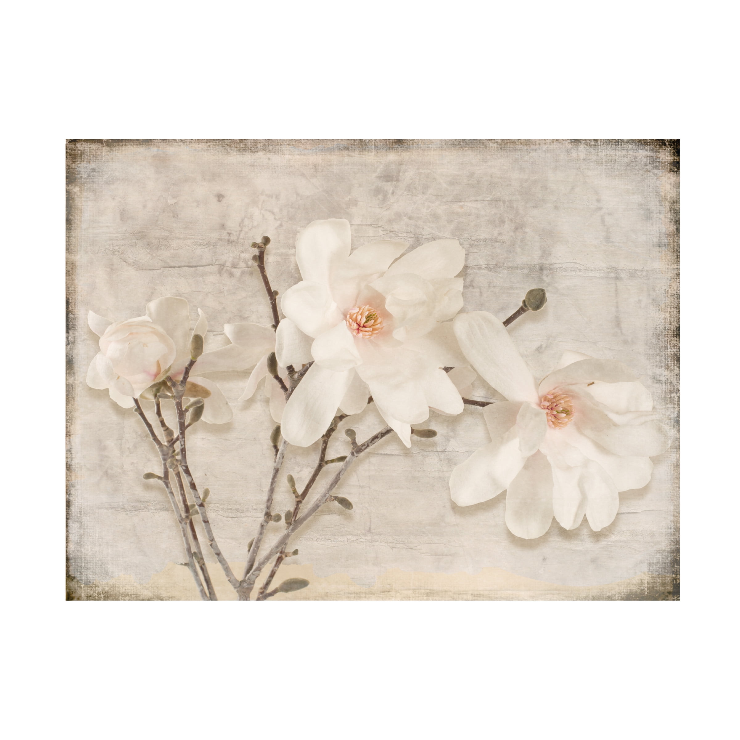 LightBoxJournal 'Spring Magnolia' Canvas Art