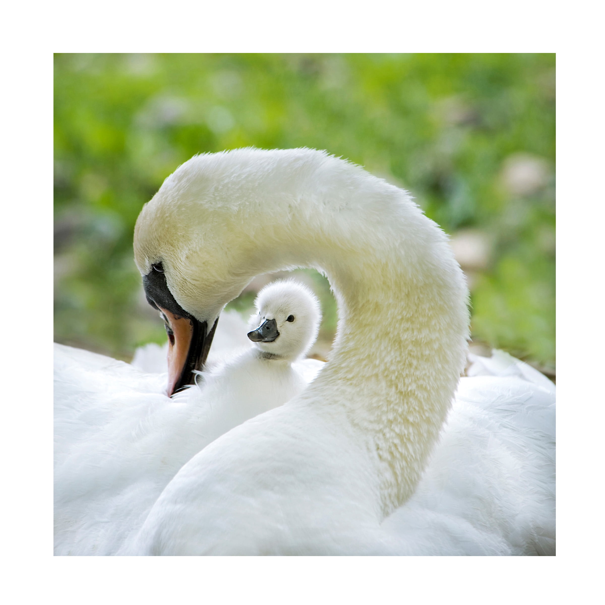 Jacky Parker 'Love Surrounds' Canvas Art