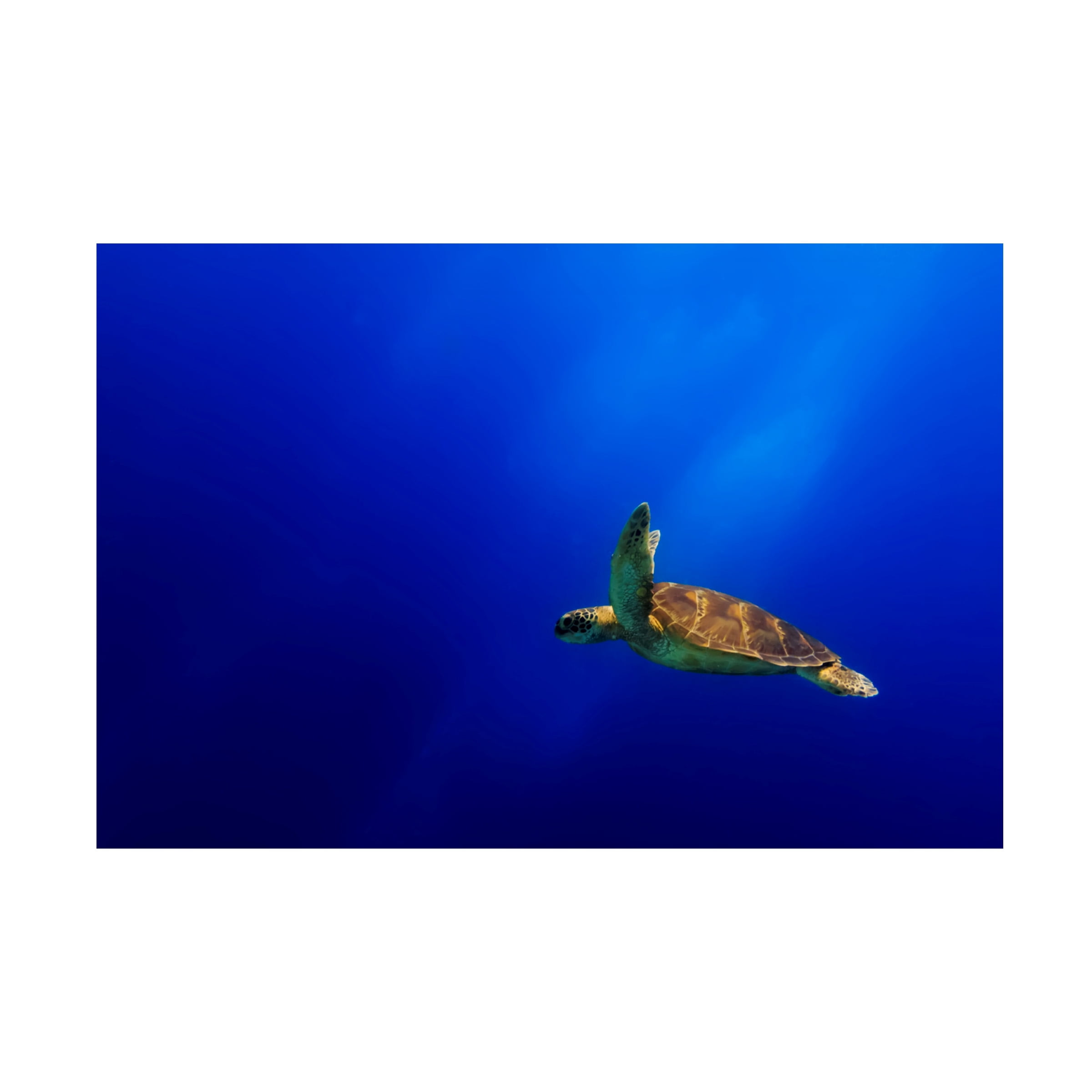 Mato P. 'Flying' Canvas Art
