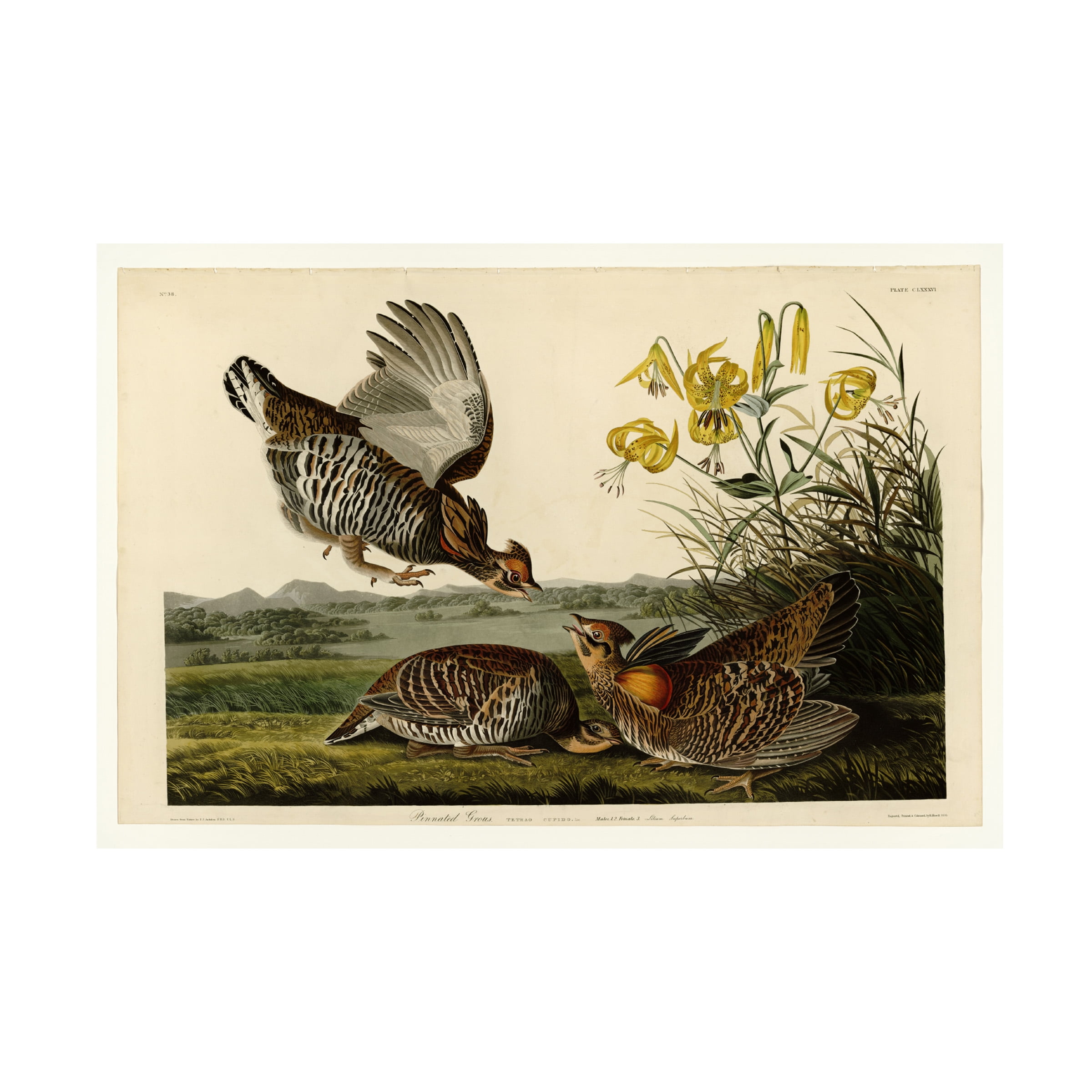Audubon 'Pinnated Grouseplate 186' Canvas Art