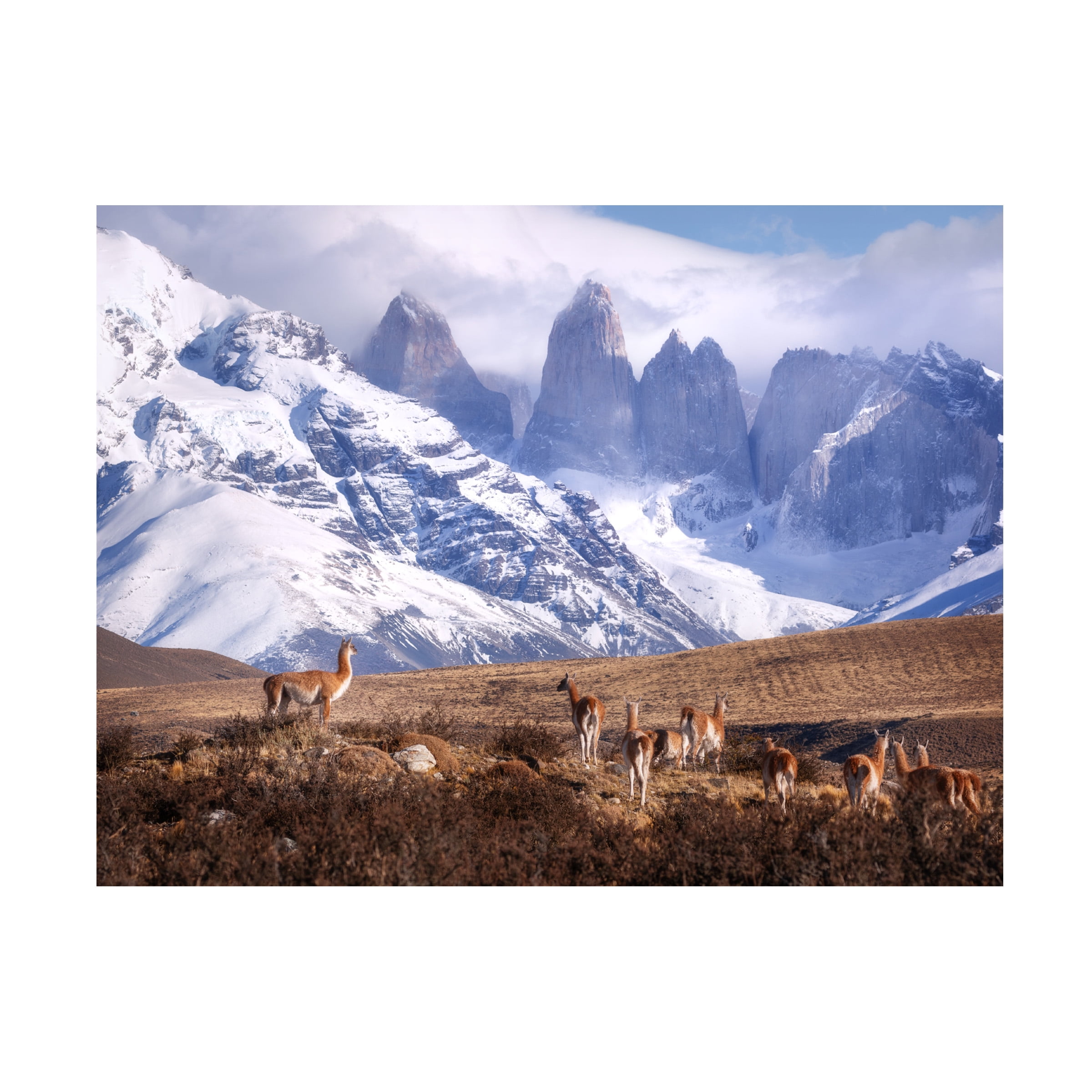 Oleg Rest 'Guanakos In Patagonia' Canvas Art