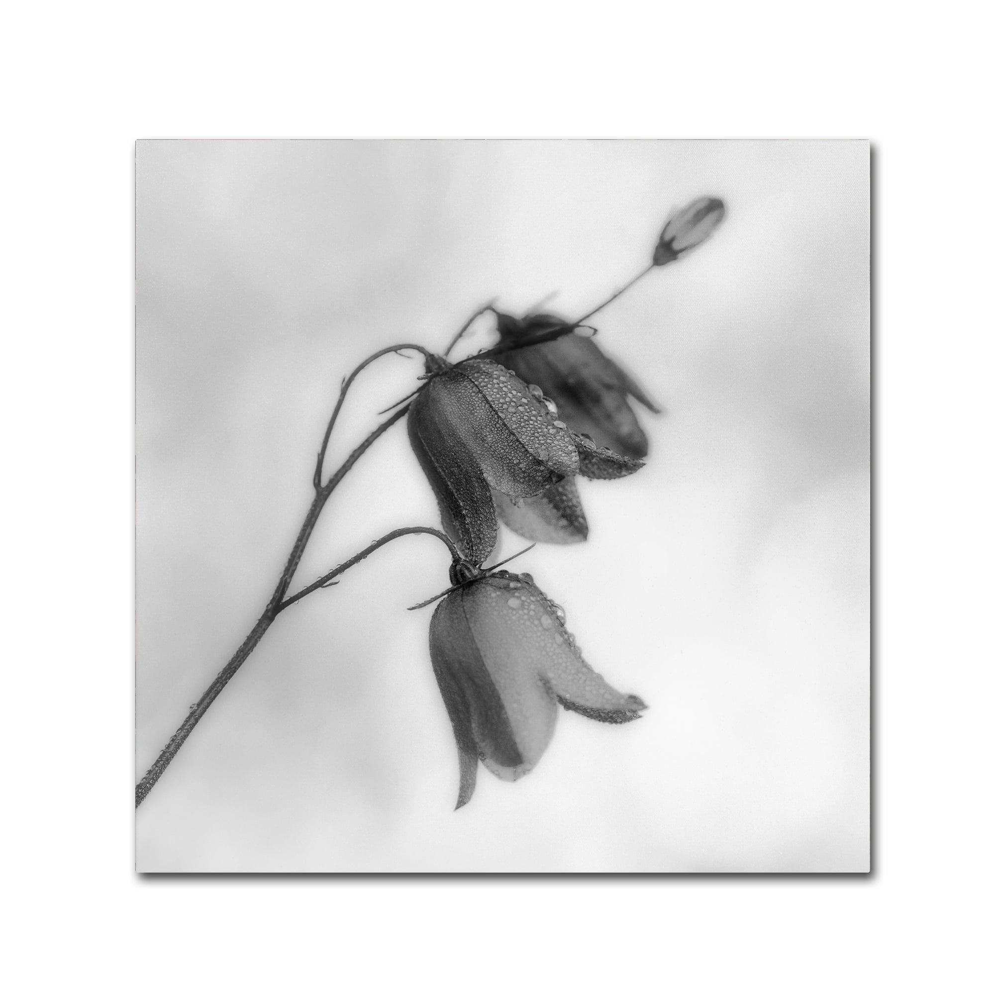 Bjorn Emanuelson 'Autumn Dew' Canvas Art