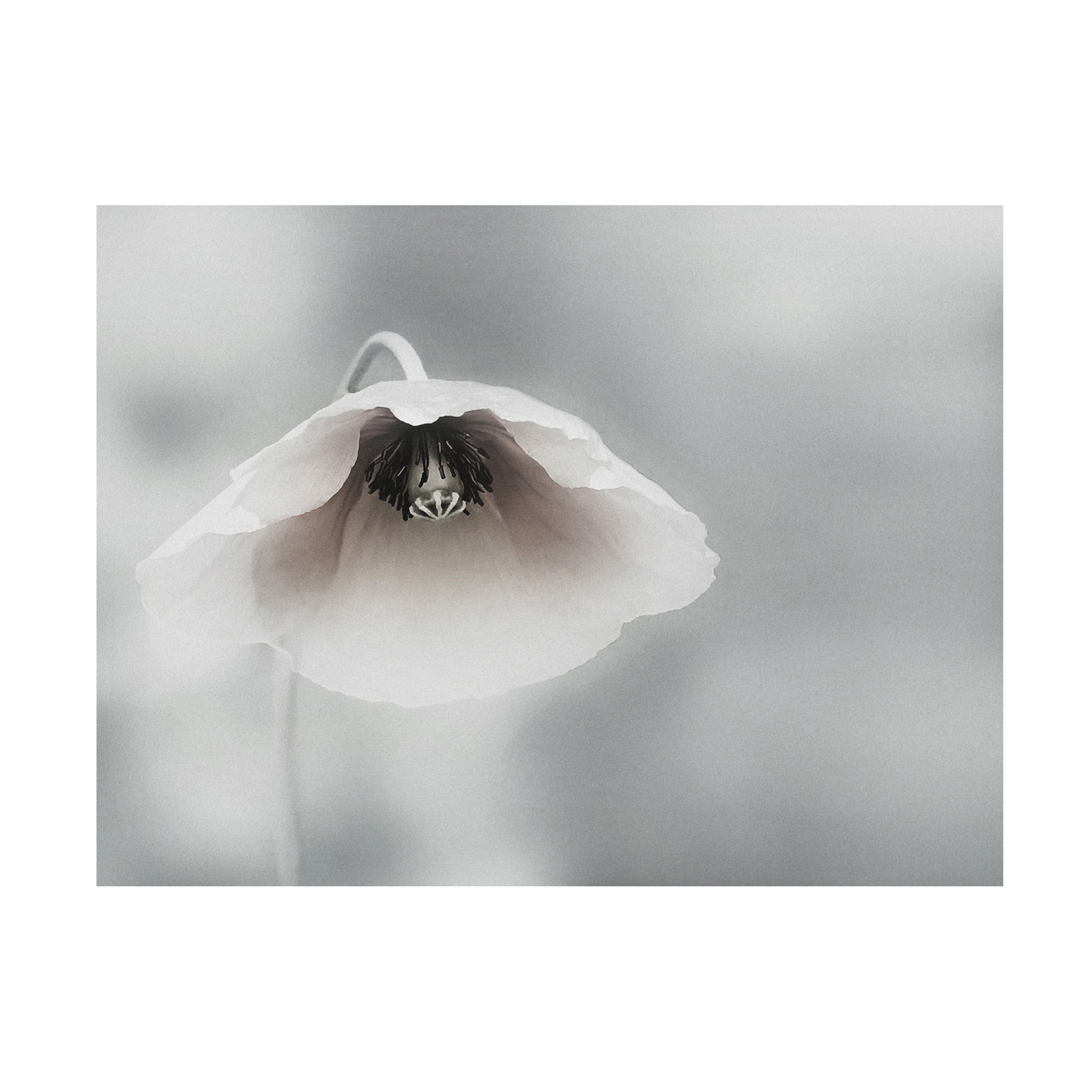 Piet Flour 'Ephemeral Beauty' Canvas Art