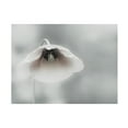 thumbnail image 1 of Piet Flour 'Ephemeral Beauty' Canvas Art, 1 of 4