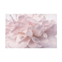 Trademark Fine Art Cora Niele Pink Peony Flower Canvas Wall Art - 16x24