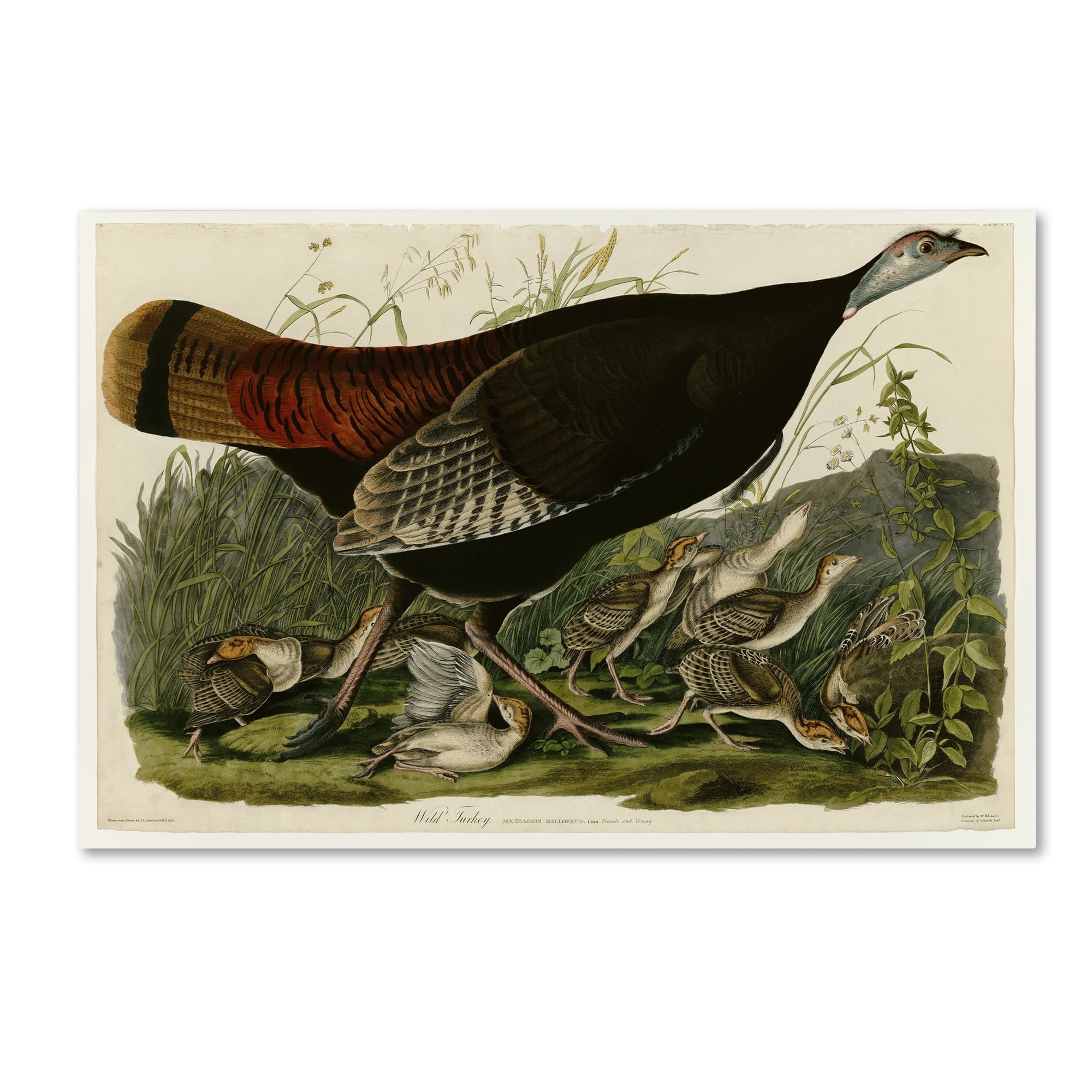 Audubon 'Wild Turkeyplate 6' Canvas Art