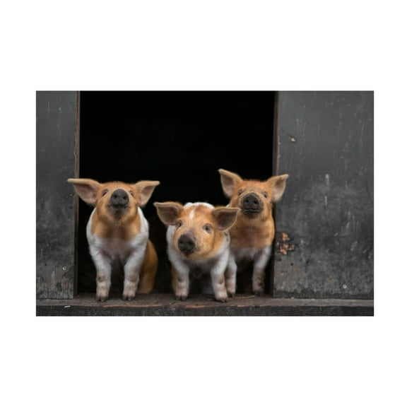 Gert van den '3 Pigs' Canvas Art