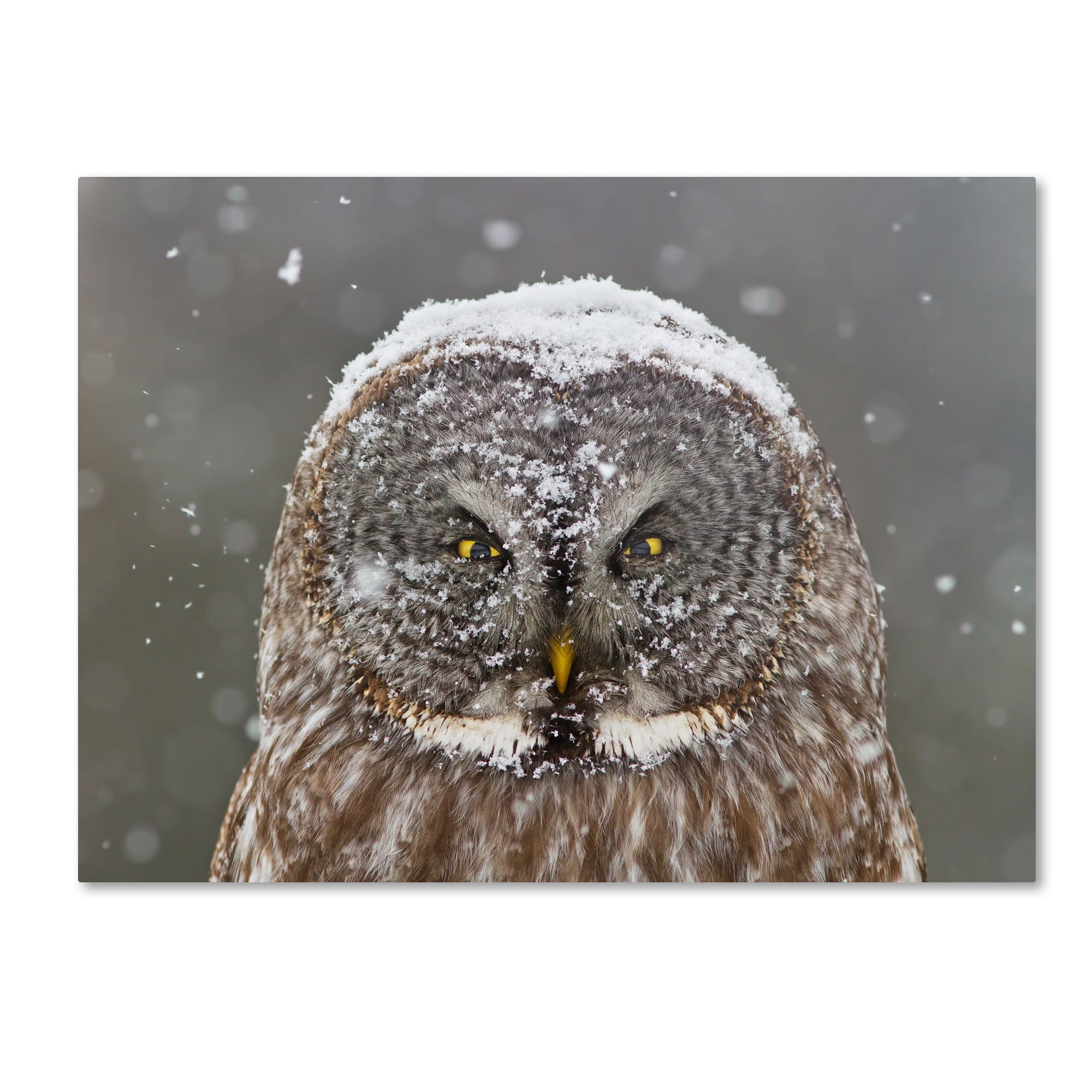 Great Grey Owl Winter Portrait Framed Canvas Art 18" x 24"