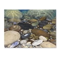 thumbnail image 1 of Stephen Stavast 'Shoreline Treasures' Canvas Art, 1 of 4