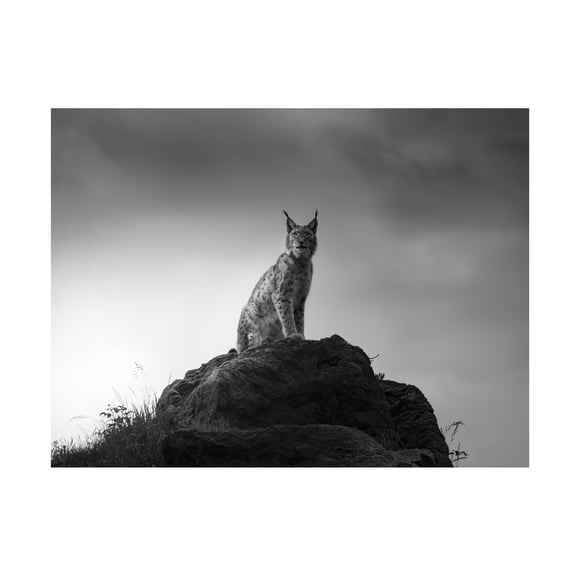 Sergio Saavedra Ruiz 'Lynx Drama' Canvas Art