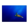 thumbnail image 1 of Mato P. 'Flying' Canvas Art, 1 of 3