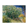 thumbnail image 1 of Van Gogh 'Lilac Bush' Canvas Art, 1 of 4