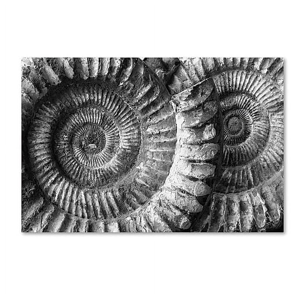Moises Levy 'Amonita 3' Canvas Art