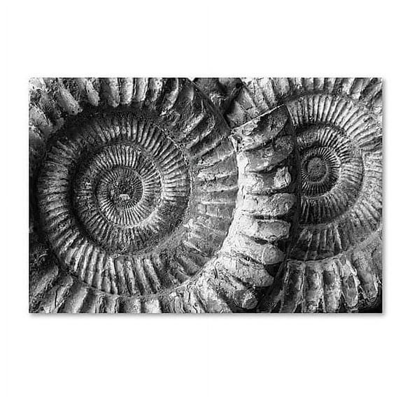 Moises Levy 'Amonita 3' Canvas Art