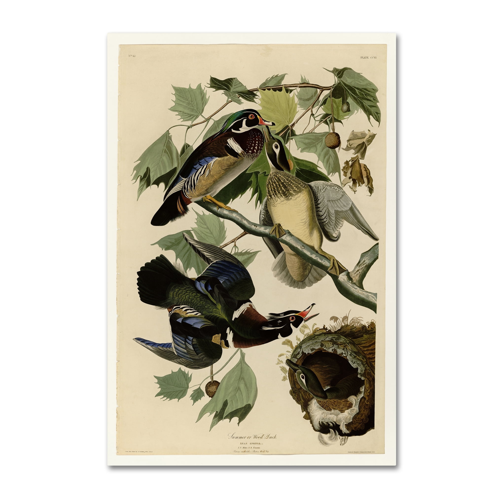 Audubon 'Summer Duckplate 206' Canvas Art