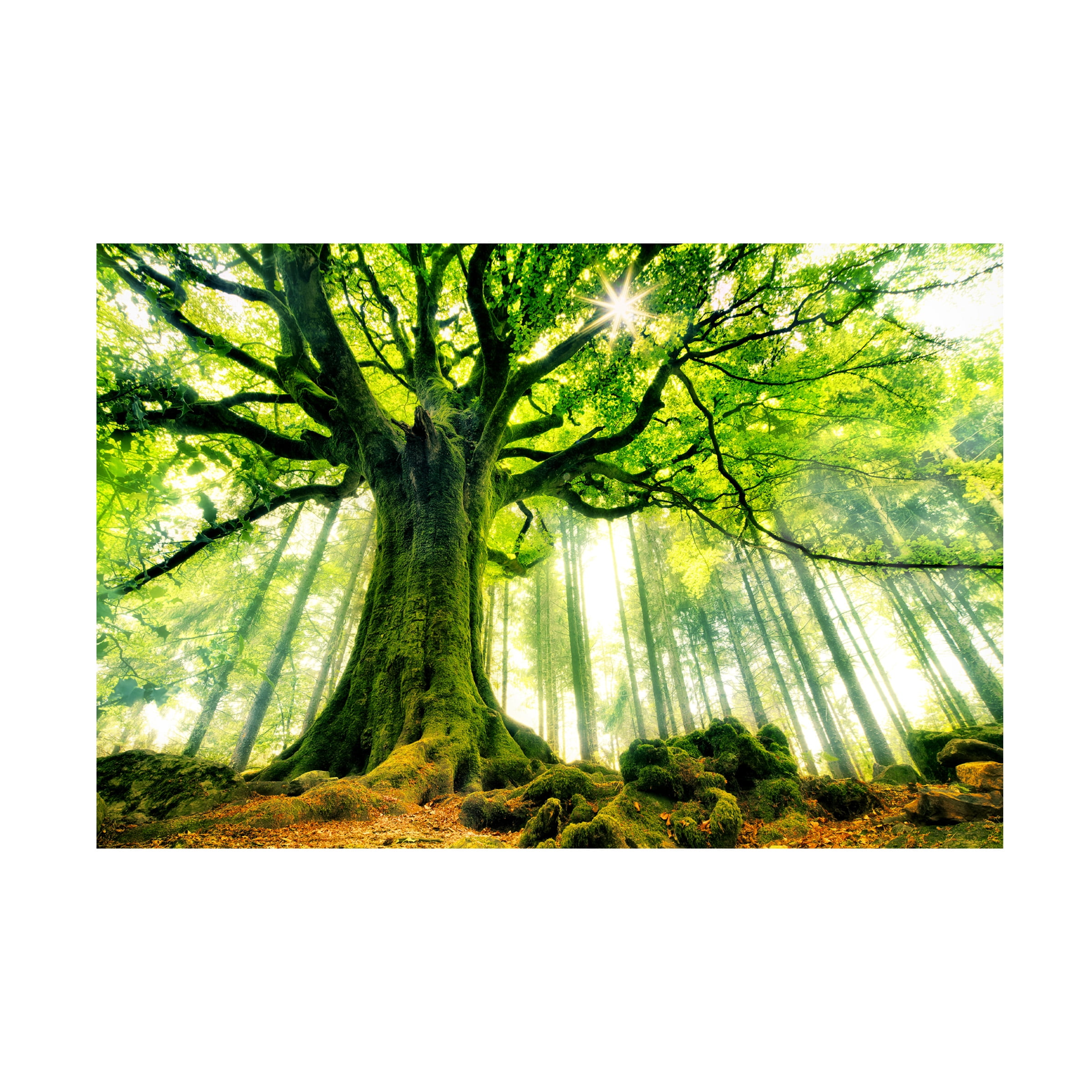 Christophe Kiciak 'Ponthus Beech' Canvas Art