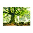 thumbnail image 1 of Christophe Kiciak 'Ponthus Beech' Canvas Art, 1 of 4