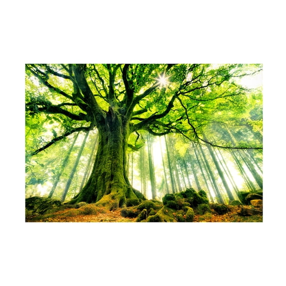 Christophe Kiciak 'Ponthus Beech' Canvas Art