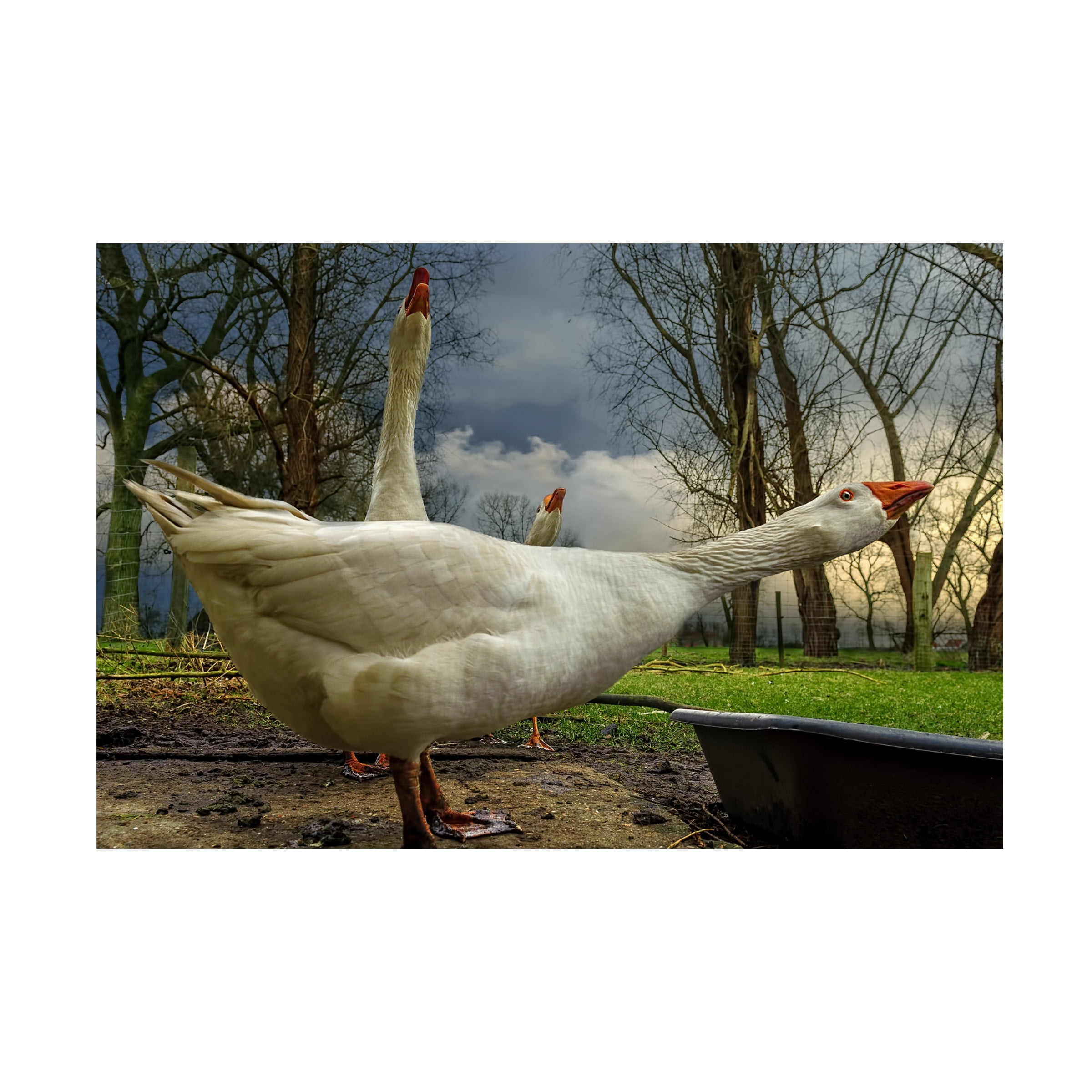 Piet Flour 'The 3 Geese' Canvas Art