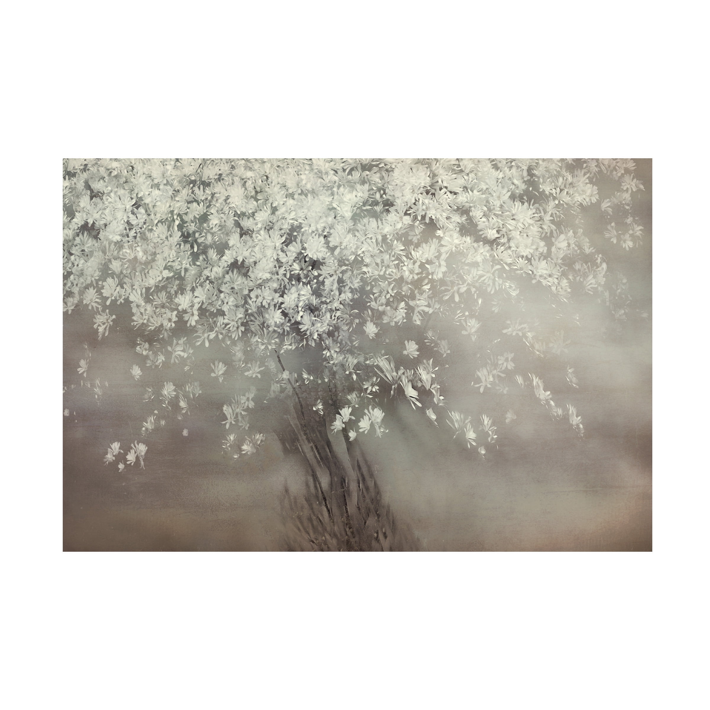 Delphine Devos 'Stars Of Spring' Canvas Art