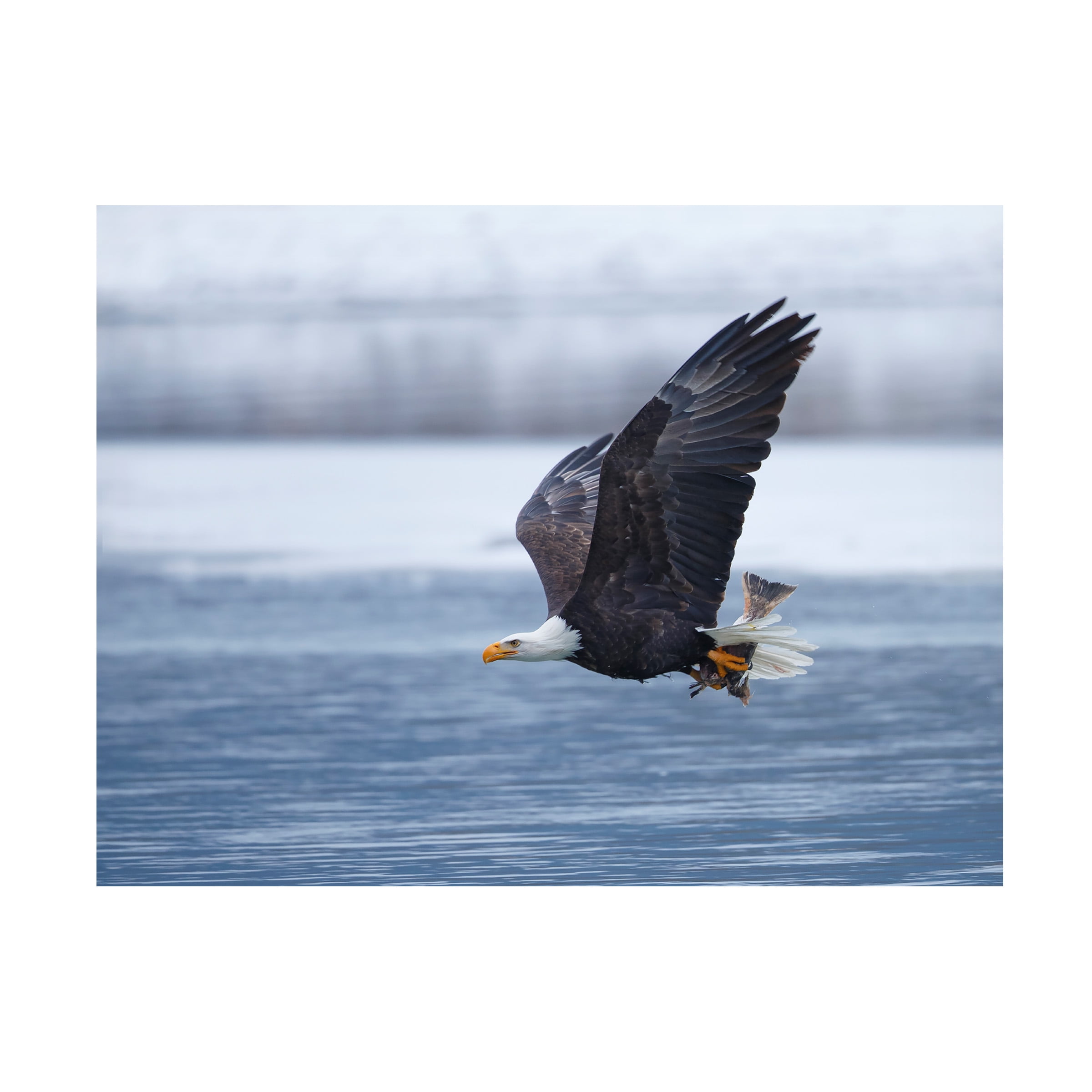 Shlomo Waldmann 'Bald Eagle' Canvas Art