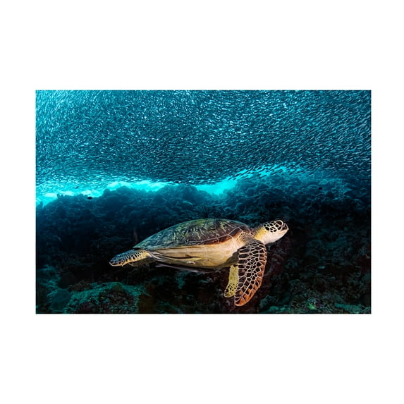 Henry Jager 'Turtle And Sardines' Canvas Art