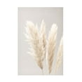 thumbnail image 1 of 1x Studio III 'Pampas Grass Grey 02' Canvas Art, 1 of 4