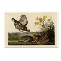 Audubon 'Pinnated Grouseplate 186' Canvas Art