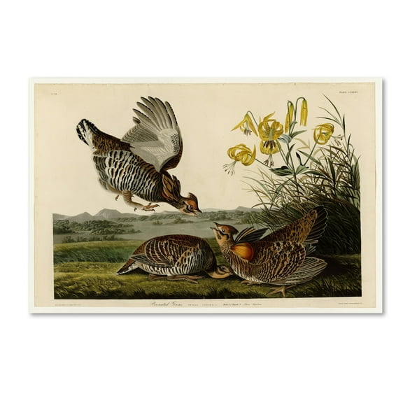Audubon 'Pinnated Grouseplate 186' Canvas Art