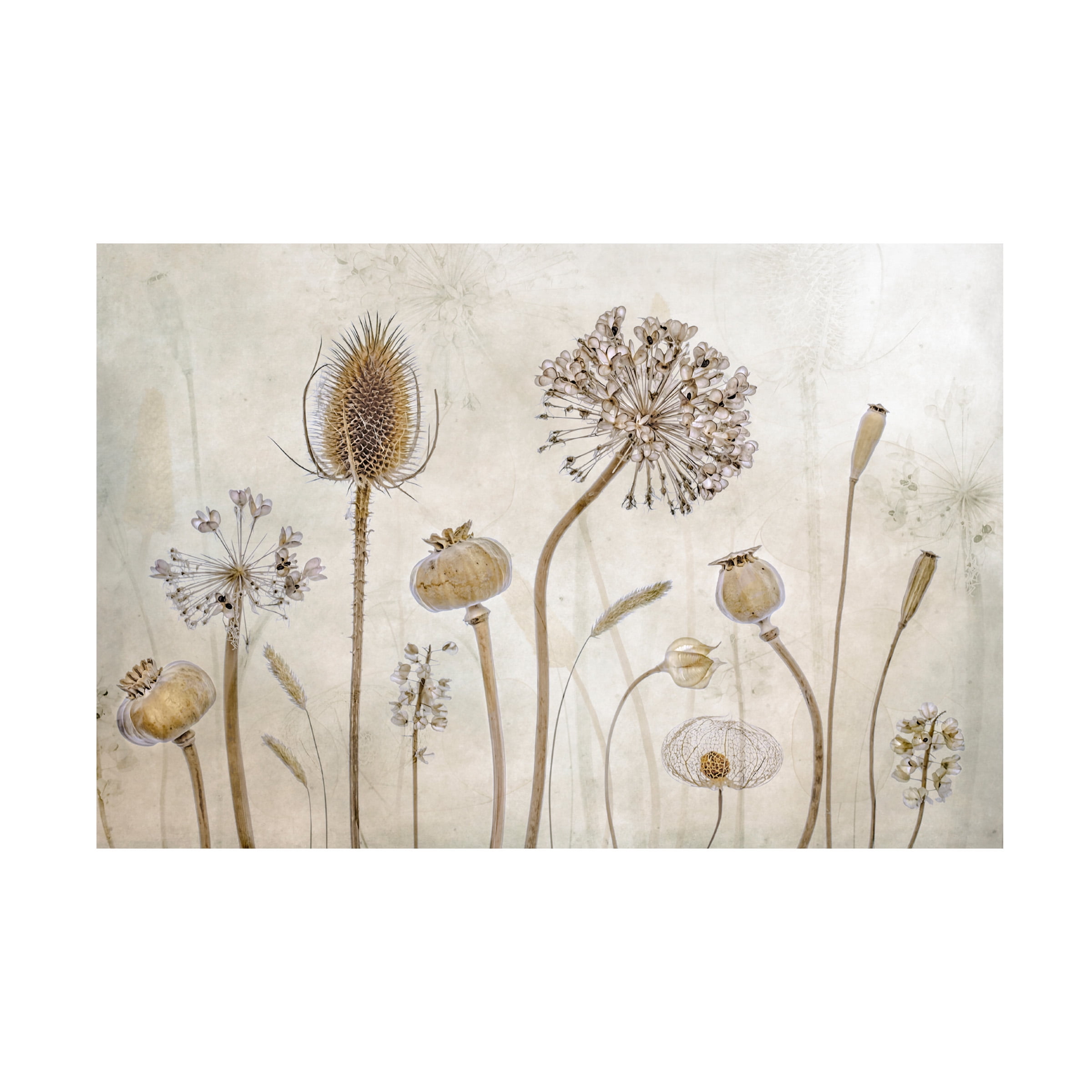Trademark Fine Art Mandy Disher Growing Old Canvas Wall Art - 30x47