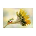 thumbnail image 1 of Linda D Lester 'Red Eyed Tree Frog On A Sunflower' Canvas Art, 1 of 4