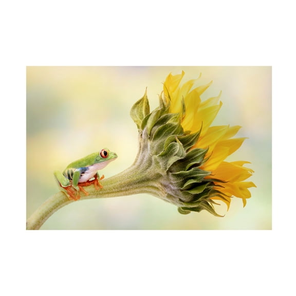 Linda D Lester 'Red Eyed Tree Frog On A Sunflower' Canvas Art