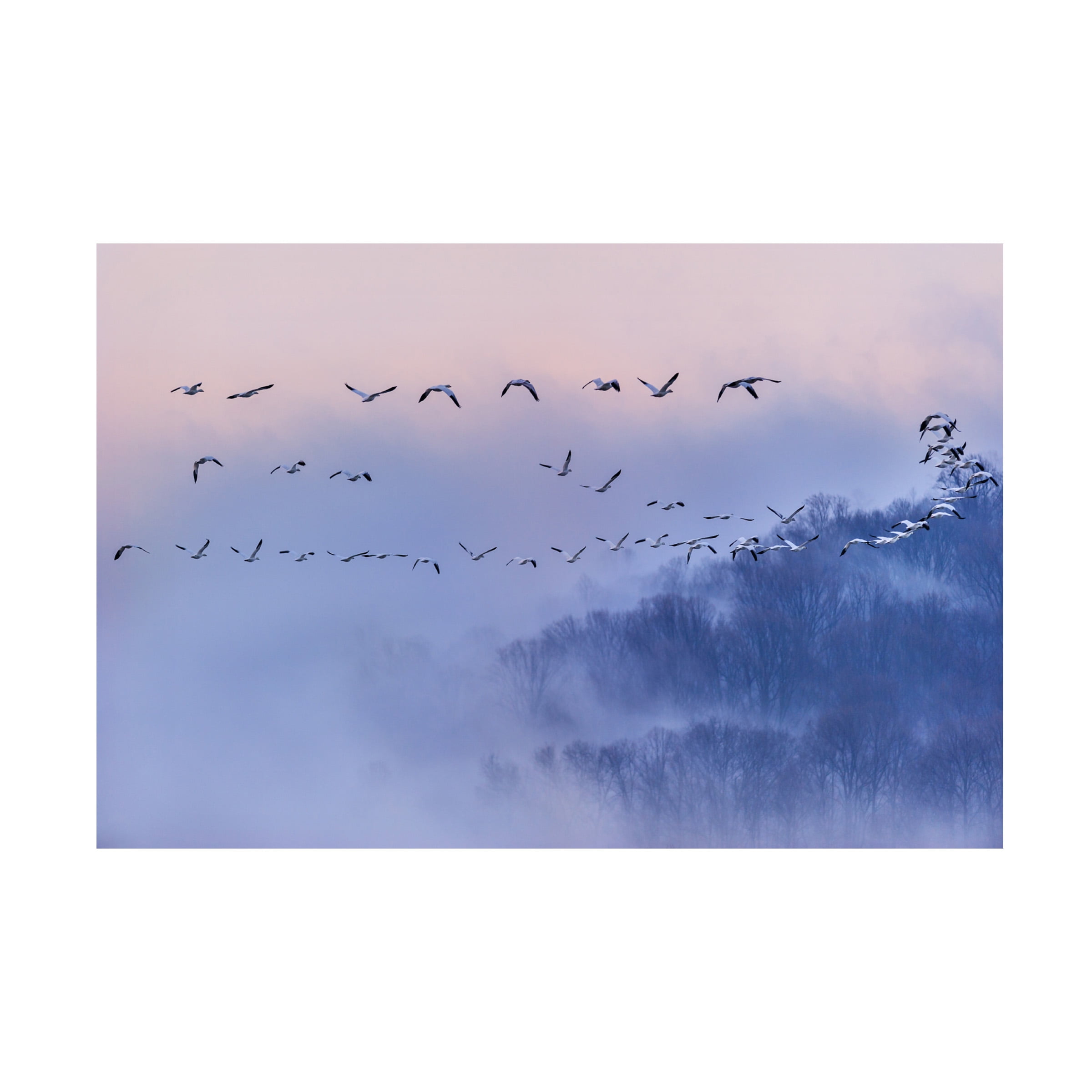 Austin 'Snow Geese' Canvas Art