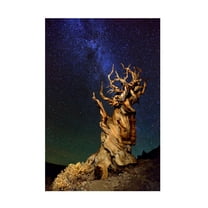 Trademark Fine Art Tanja Ghirardini Bristlecone Pine Canvas Wall Art - 12x19