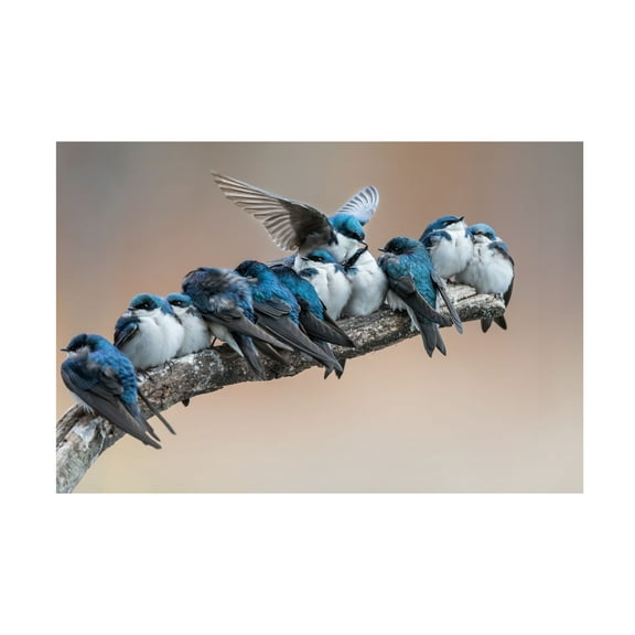 Cheng Chang 'No Room No Problem' Canvas Art