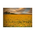 thumbnail image 1 of Piotr Krol 'Sunflowers' Canvas Art, 1 of 4