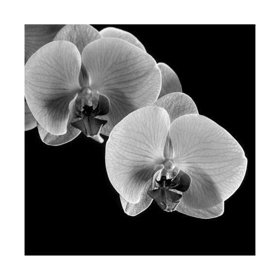 Trademark Fine Art Michael Harrison Orchids Canvas Wall Art - 18x18
