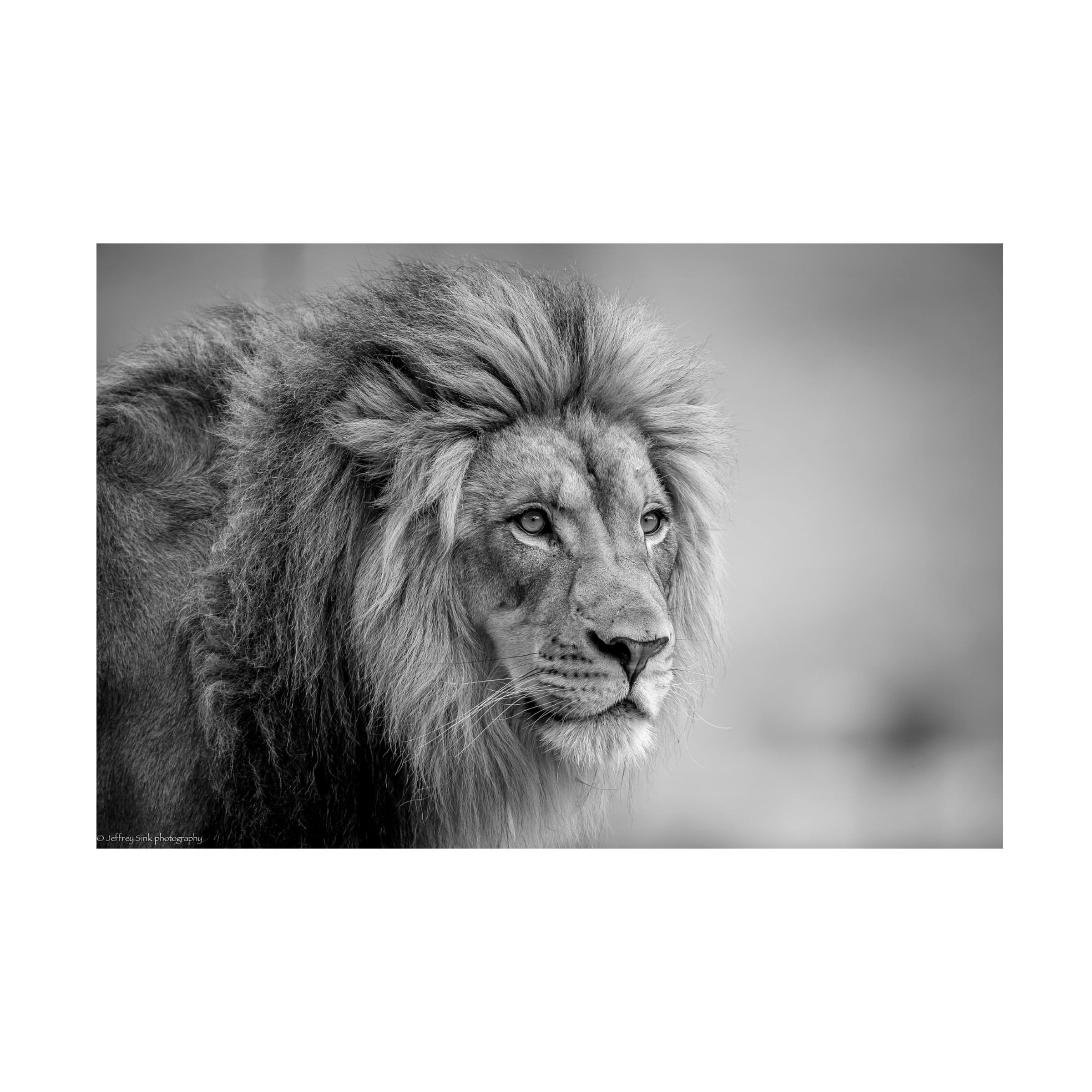 Jeffrey C Sink 'His Majesty' Canvas Art