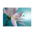 thumbnail image 1 of Heidi Westum 'In Turquoise Company' Canvas Art, 1 of 4