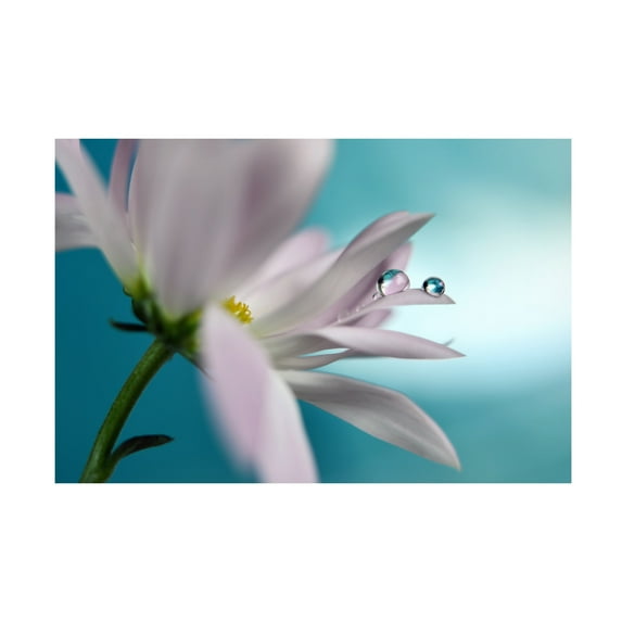 Heidi Westum 'In Turquoise Company' Canvas Art