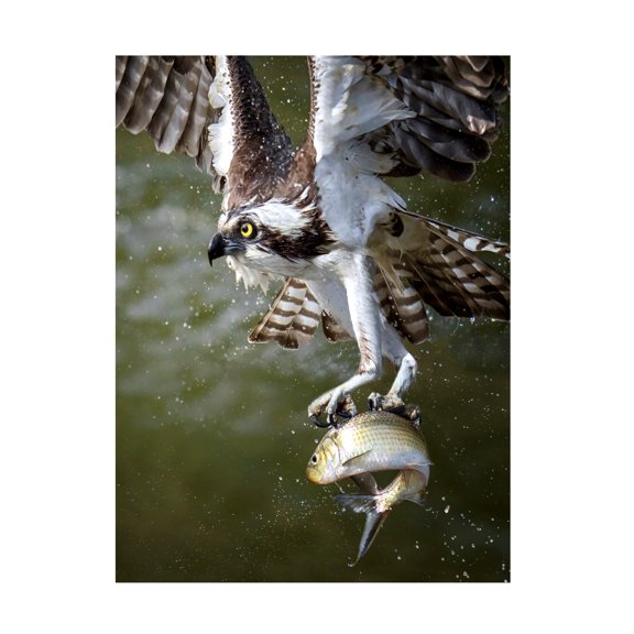 Tao Huang 'Osprey' Canvas Art