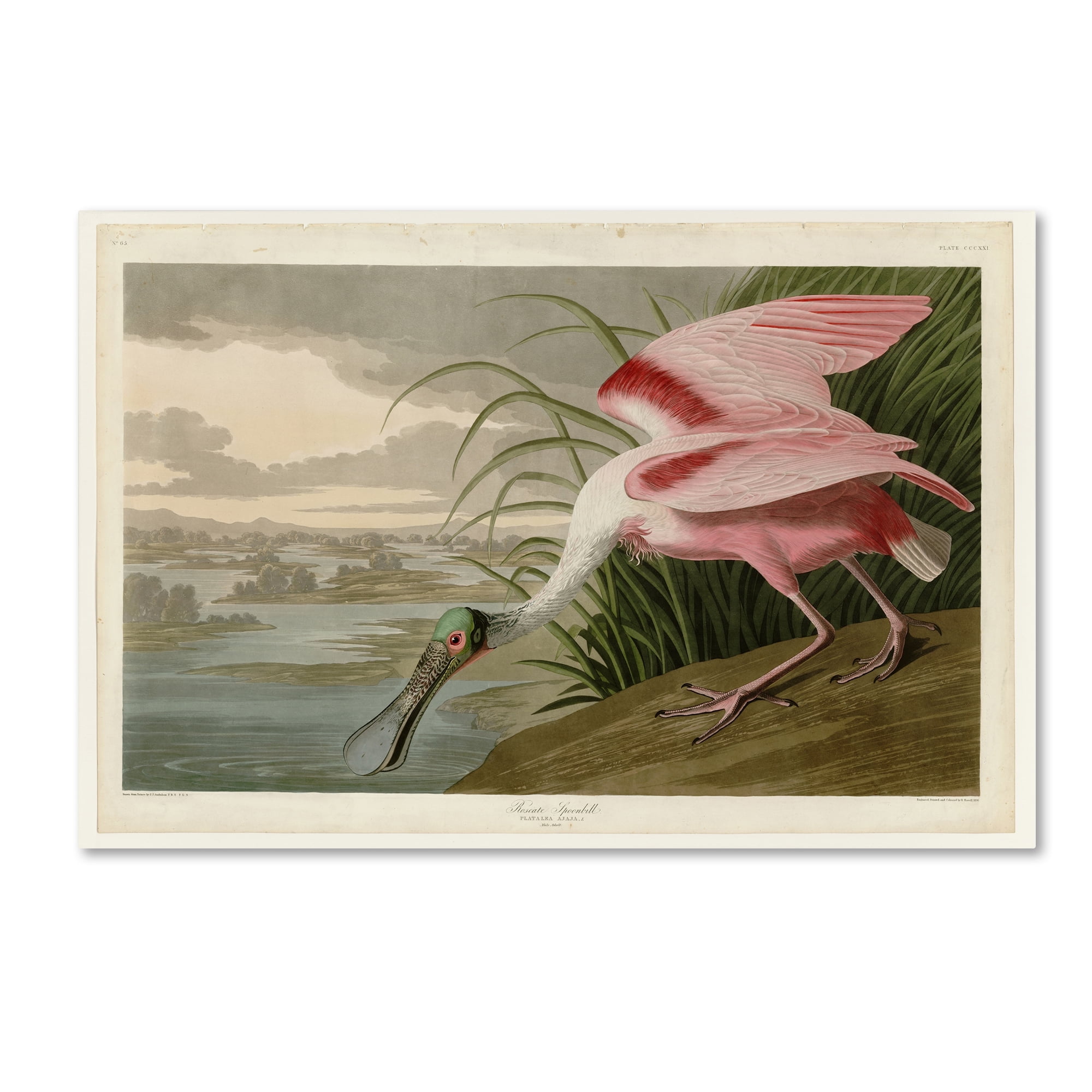 John James Audubon Roseate Spoonbill Canvas Art, 12 x 19 inches