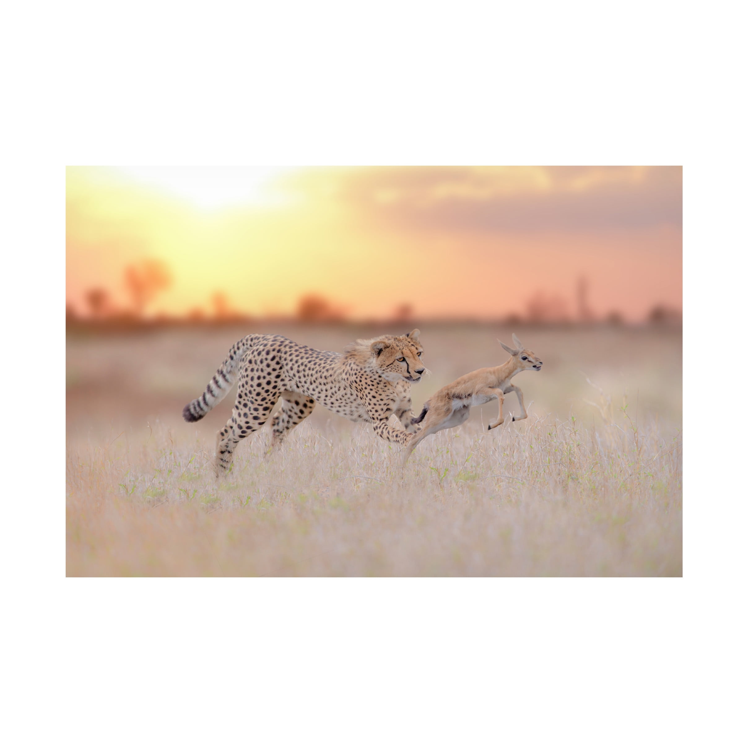 Ozkan Ozmen 'Cheetah Hunting A Gazelle' Canvas Art